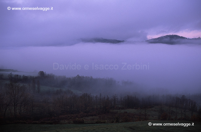 Nebbia 5-12-10